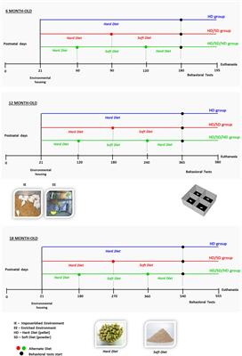 Environmental Impoverishment, Aging, and Reduction in Mastication Affect Mouse Innate Repertoire to Explore Novel Environments and to Assess Risk